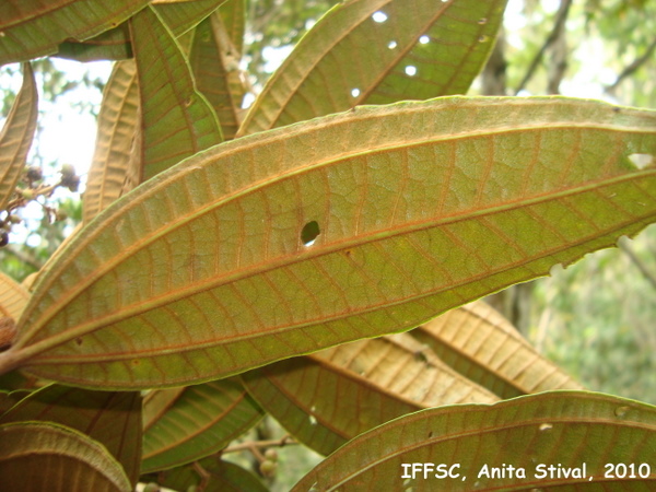 Miconia valtheri