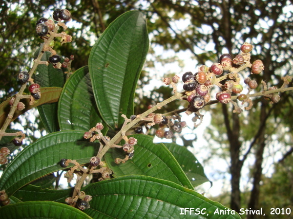 Miconia valtheri