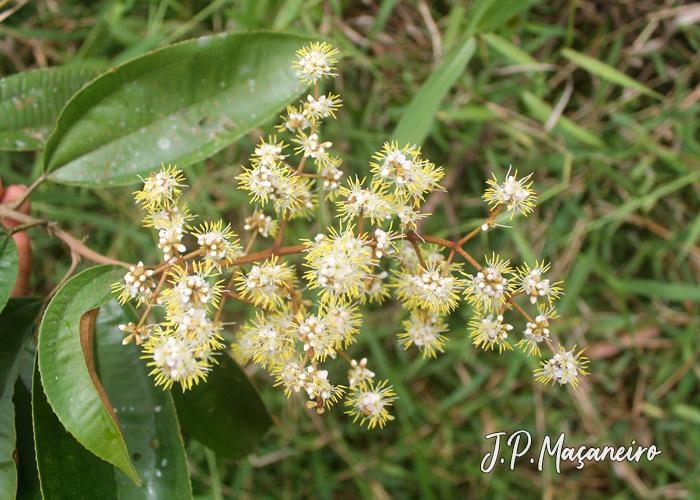 Miconia cinerascens var. robusta