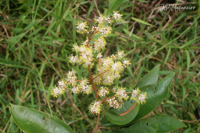 Miconia cinerascens var. robusta