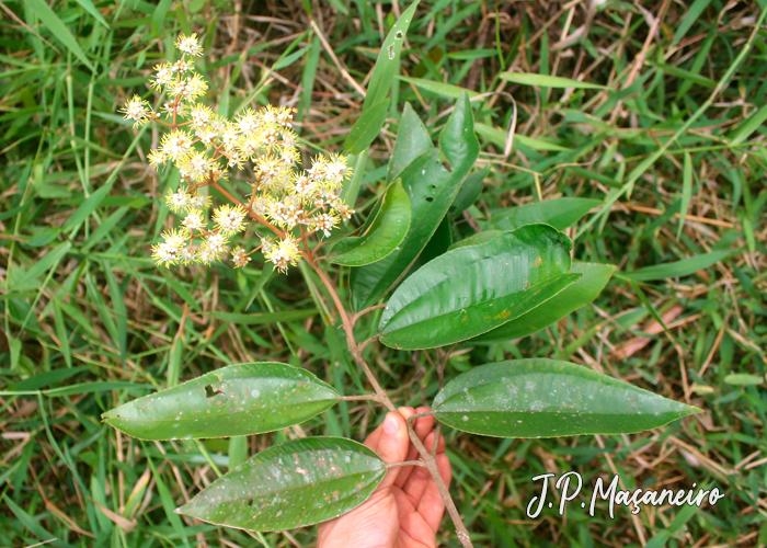 Miconia cinerascens var. robusta