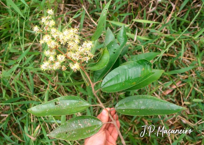 Miconia valtheri