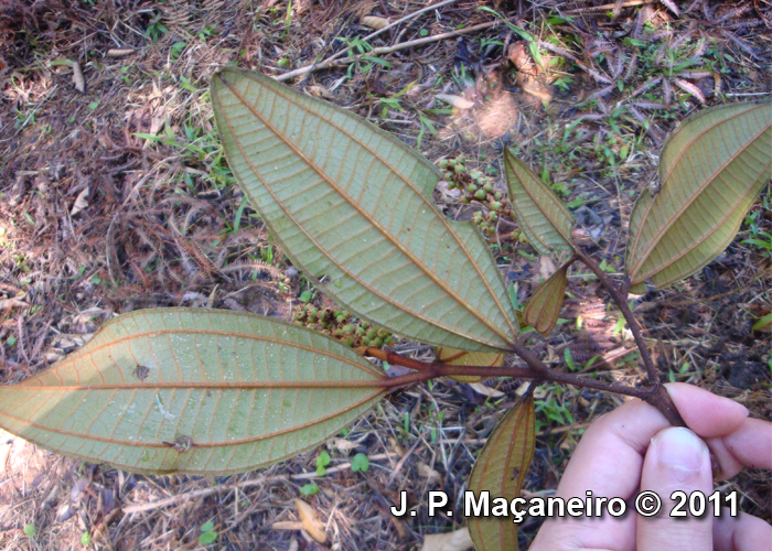 Miconia valtheri