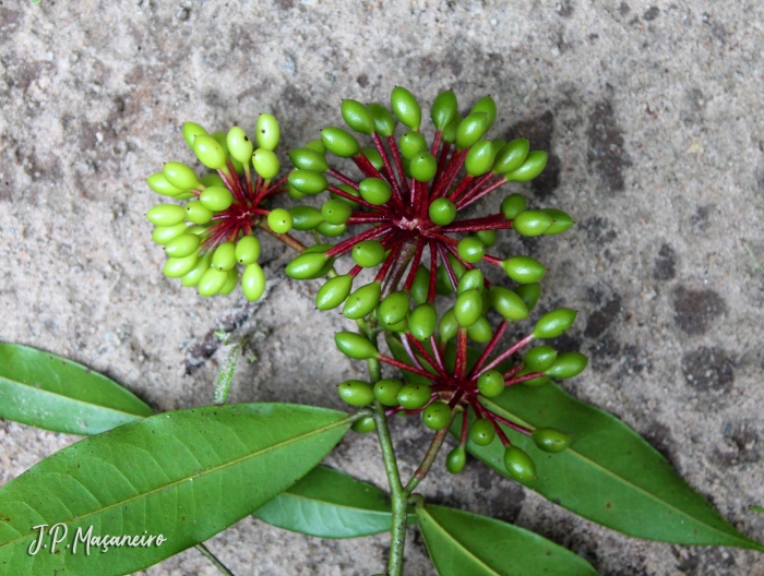 Guatteria australis