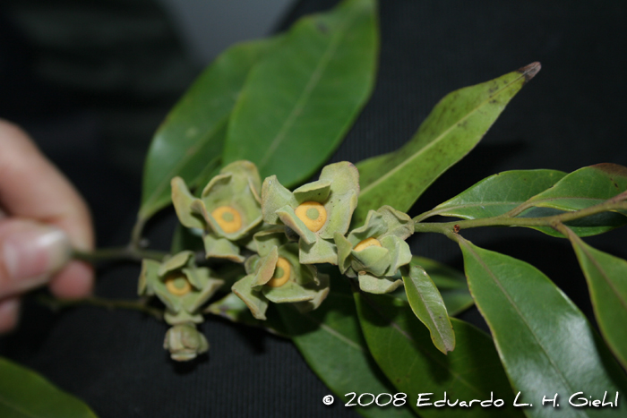 Guatteria australis