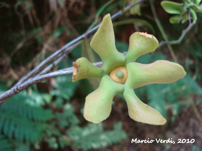 Guatteria australis