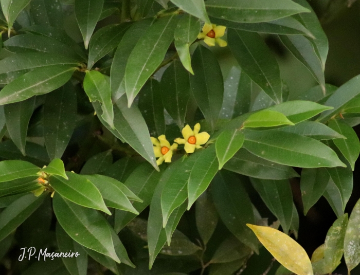 Guatteria australis