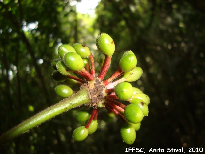 Guatteria australis