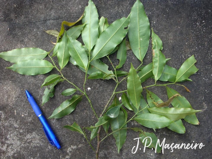 Guatteria australis