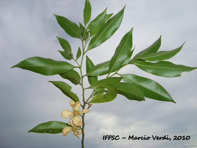 Guatteria australis