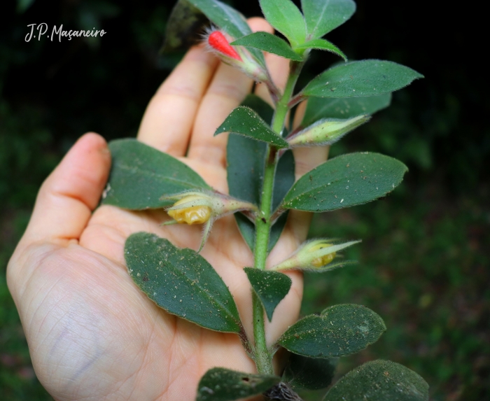 Nematanthus fissus