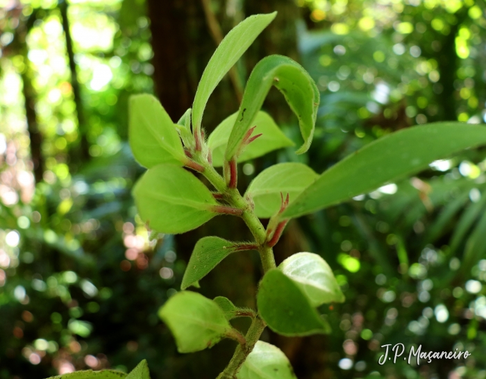 Nematanthus fissus