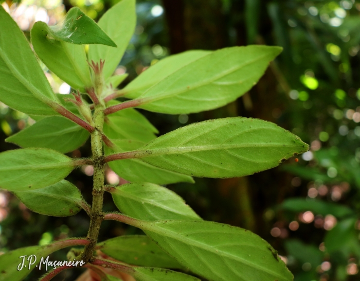 Nematanthus fissus