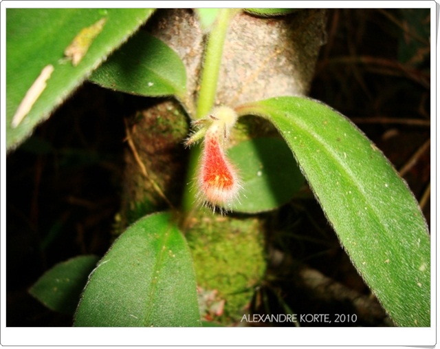 Nematanthus fissus