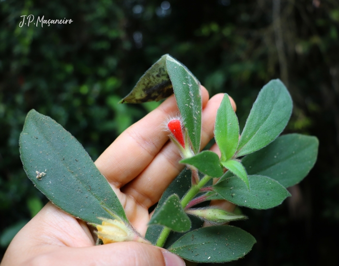 Nematanthus fissus