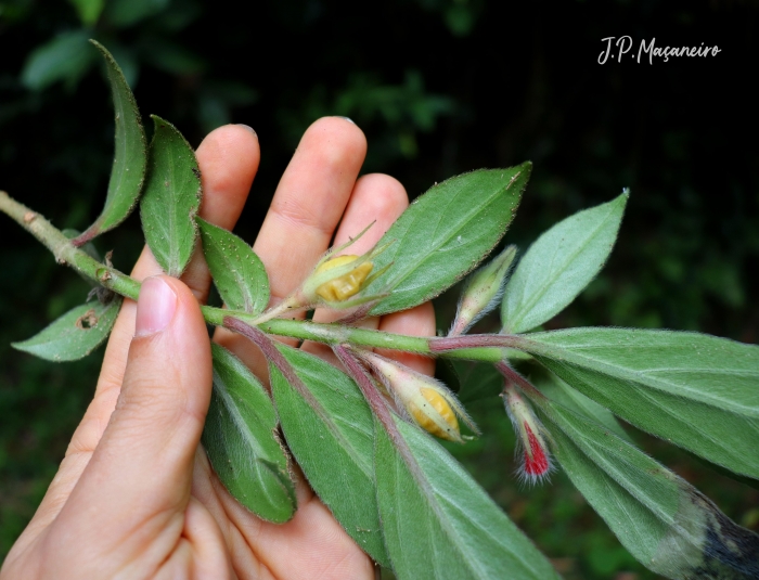 Nematanthus fissus