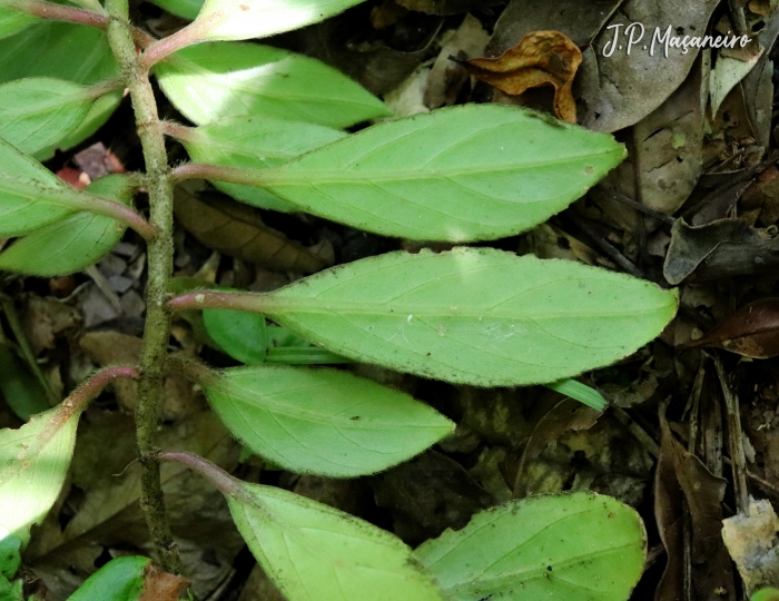 Nematanthus fissus