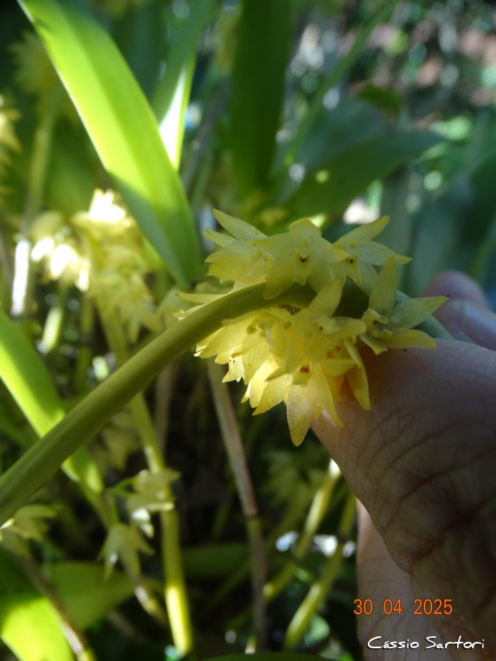 Octomeria grandiflora