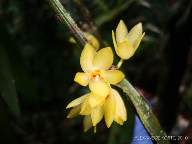 Octomeria grandiflora