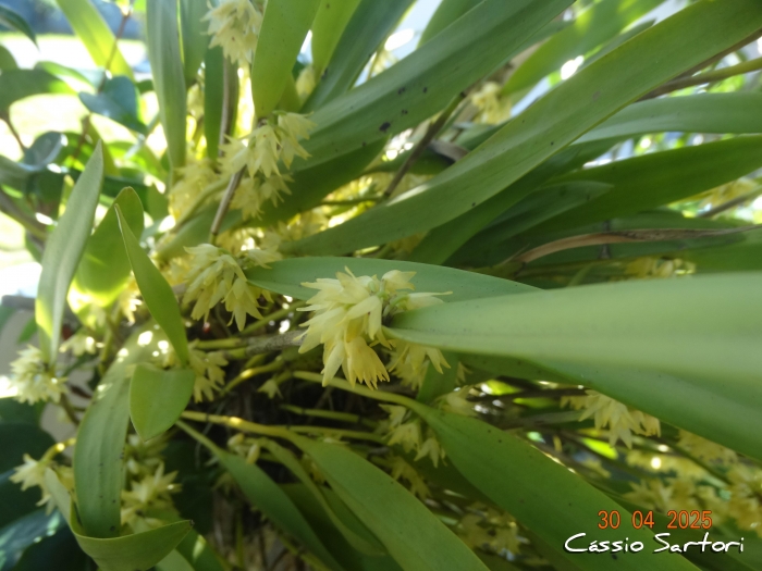 Octomeria grandiflora
