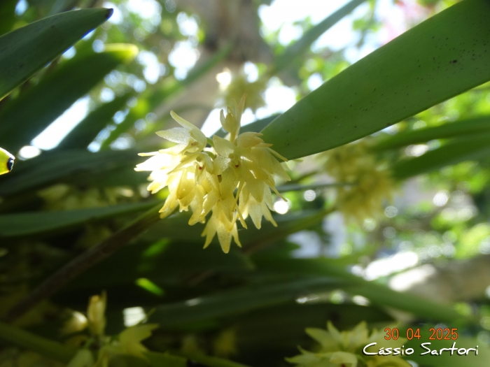 Octomeria grandiflora