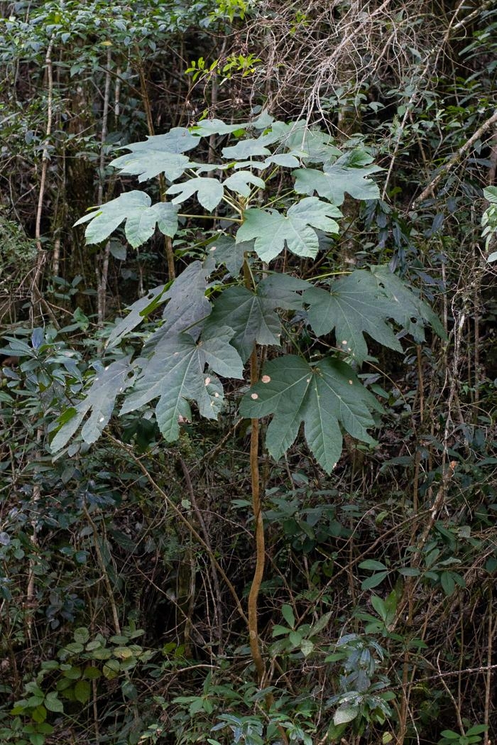 Oreopanax fulvum