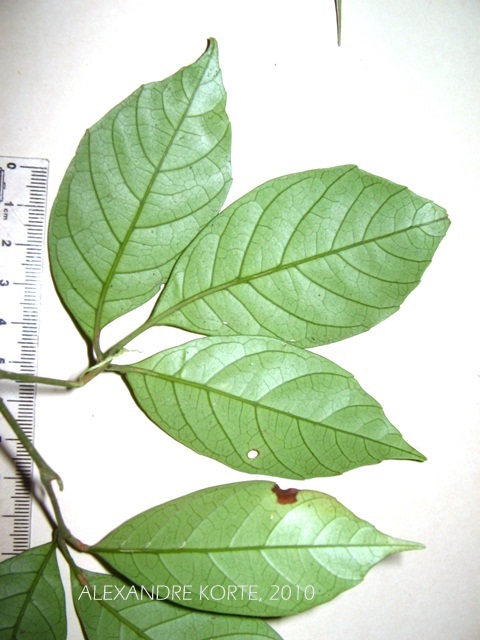 Allophylus petiolulatus