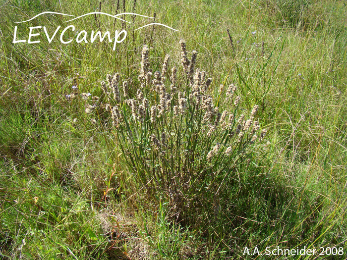 Baccharis phyteumoides