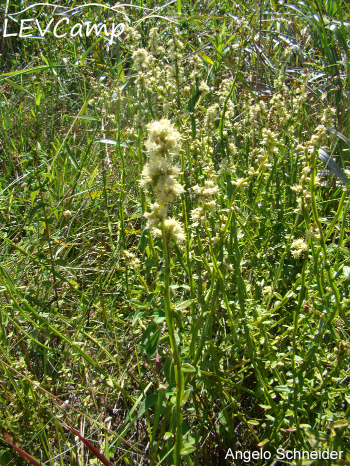 Baccharis ramboi