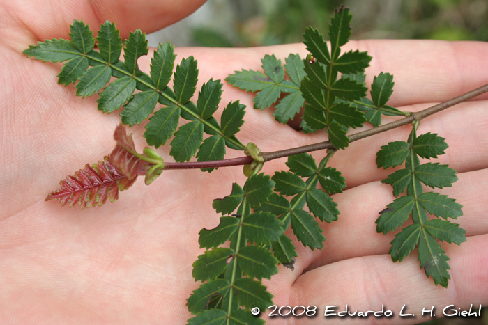 Weinmannia humilis