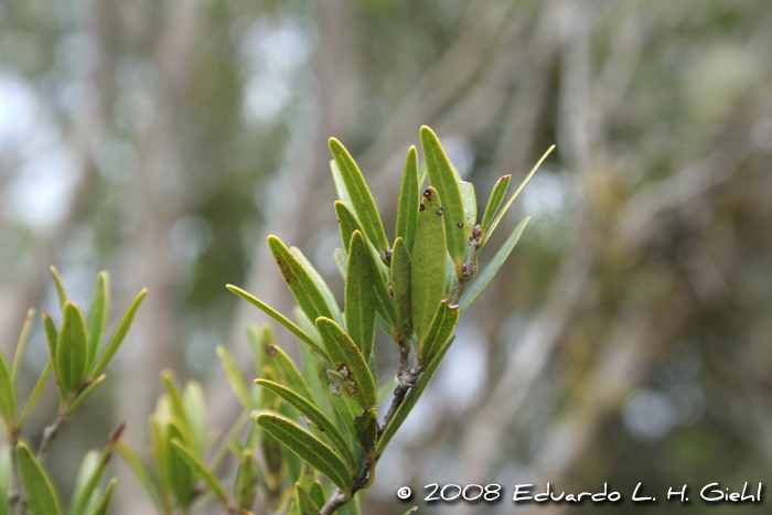 Siphoneugena reitzii