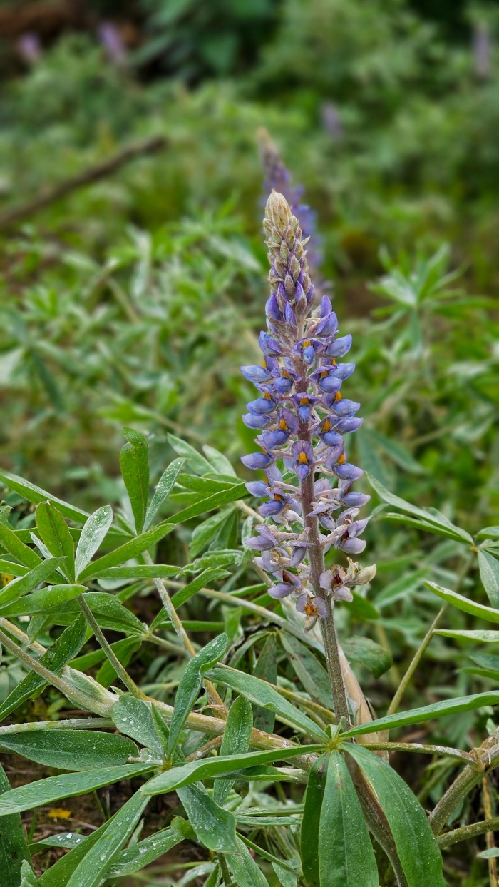 Lupinus albescens