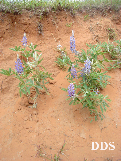 Lupinus albescens