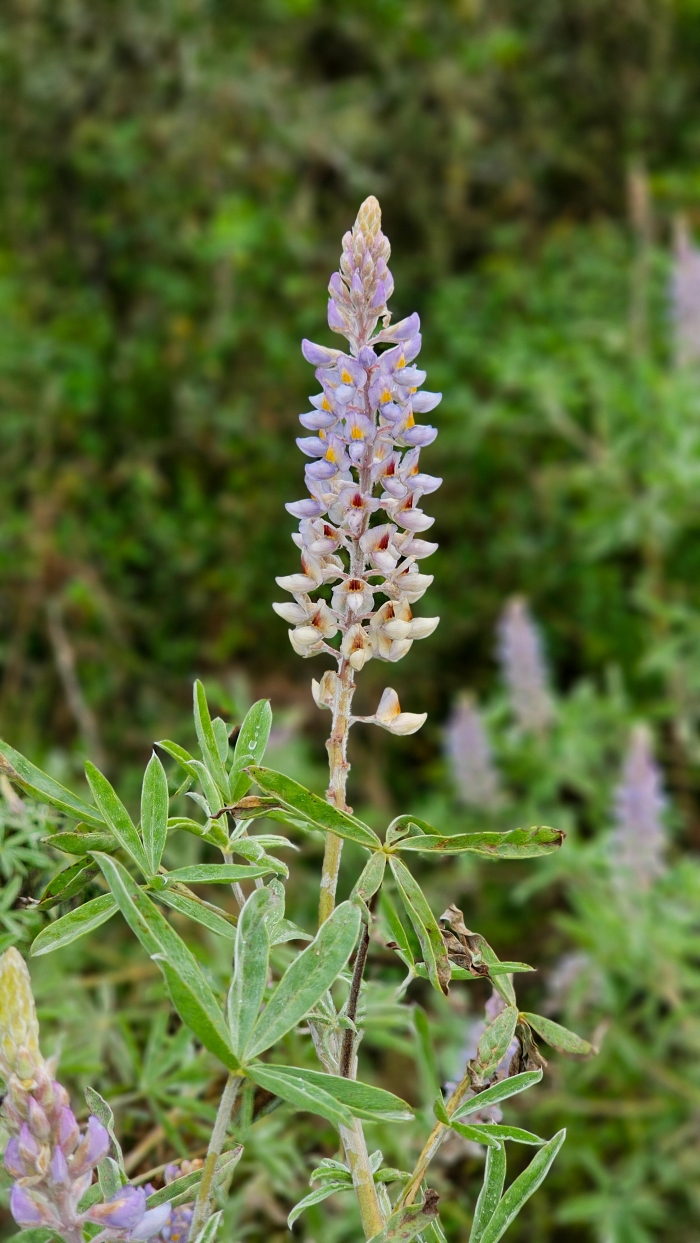 Lupinus albescens