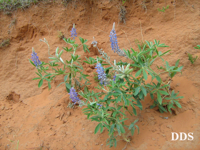 Lupinus albescens