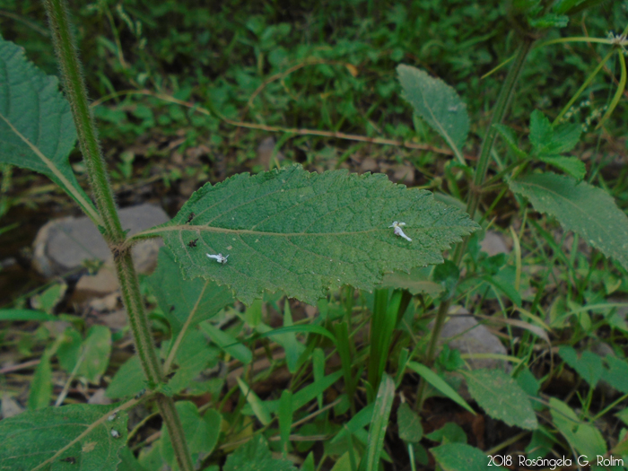 Hyptis brevipes