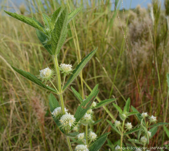 Hyptis brevipes