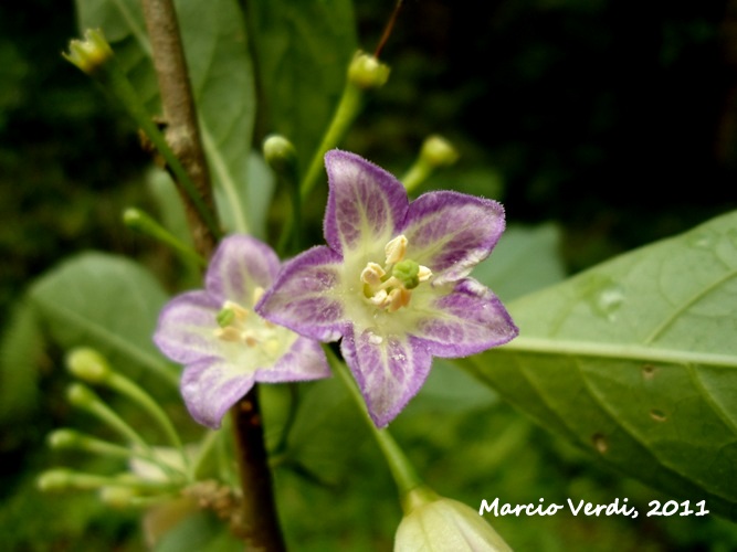 Vassobia breviflora