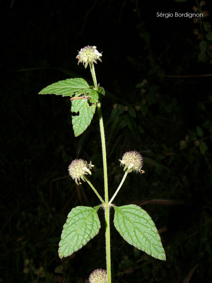 Hyptis lorentziana