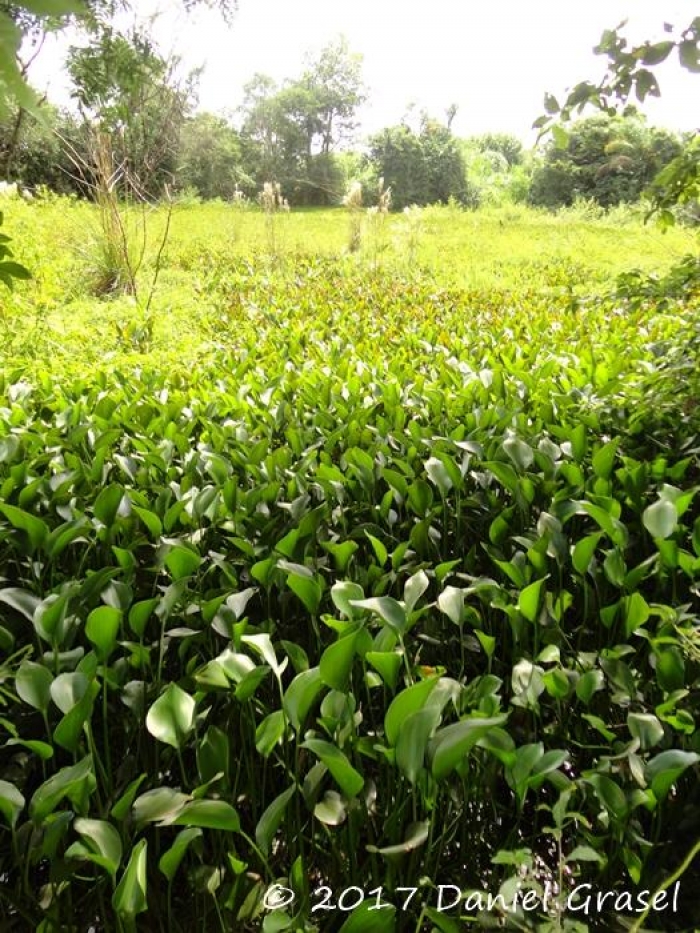 Eichhornia crassipes