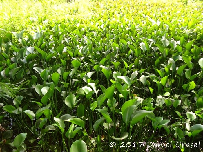 Eichhornia crassipes