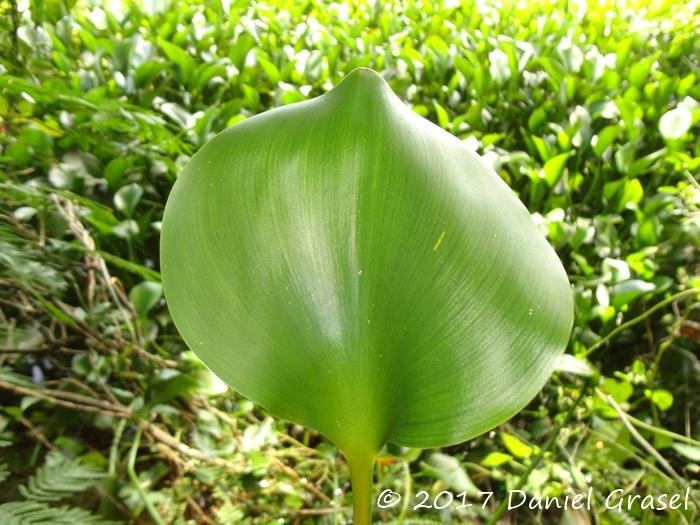 Eichhornia crassipes