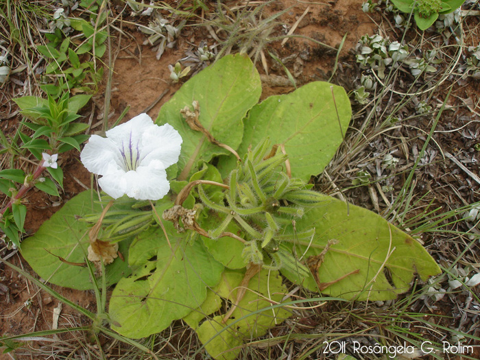 Ruellia morongii