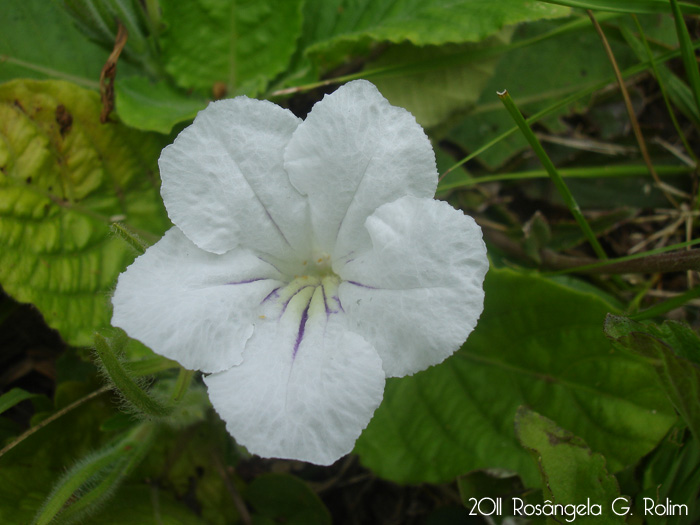 Ruellia morongii