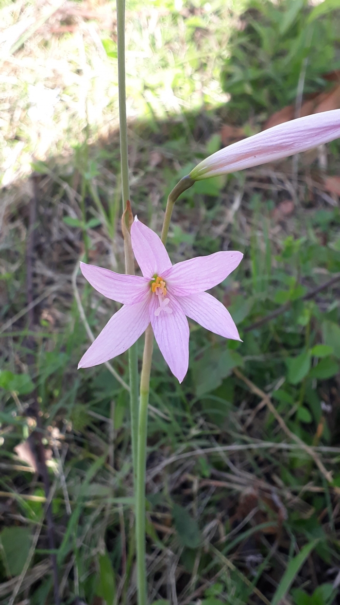 Habranthus gracilifolius