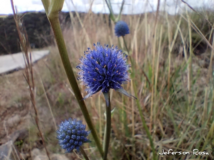 Eryngium eriophorum