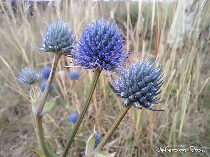 Eryngium eriophorum