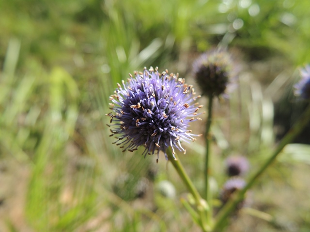 Eryngium eriophorum