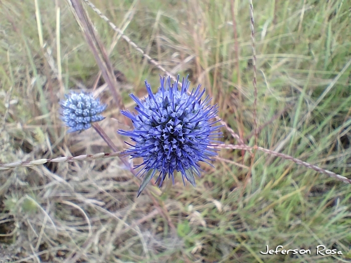 Eryngium eriophorum