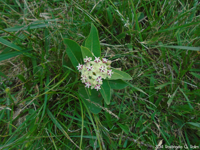 Asclepias mellodora